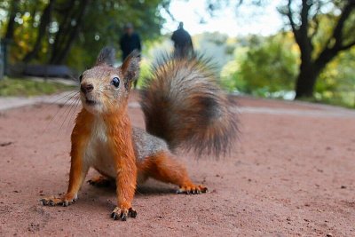 Зеленый каркас под давлением: на XVI Национальной премии по ландшафтной архитектуре искали компромисс между развитием